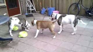 Bull terrier VS American Bulldog [upl. by Adnamor]