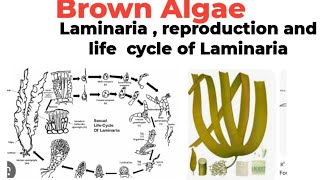 BScMScBrown AlgaeLaminariaplant body reproductionand life cycle [upl. by Noillid]