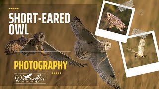 PHOTOGRAPHING SHORT EARED OWLS [upl. by Gonnella]