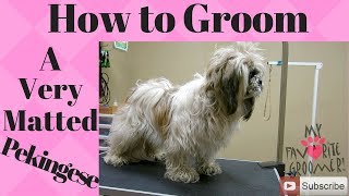 How to groom a Pekingese very matted [upl. by Ulrich432]