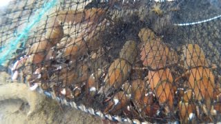 Clear Underwater Crayfish Trapping in BC [upl. by Balthasar117]