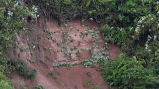 Parrot Clay Licks  Napo Wildlife Center Ecuador [upl. by Muirhead]