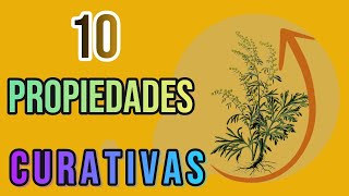 top 10 propiedades curativas de ajenjo  Compartiendo Salud [upl. by Phillips]