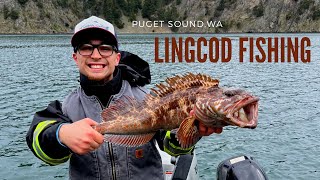 Lingcod Fishing in Puget Sound  Deception Pass Pacific Ocean  Washington  May 2022 [upl. by Carlota]