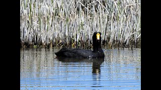 Fulica gigantea  Gallareta Gigante  Giant Coot [upl. by Anyotal]