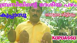 1 Kg തൂക്കം വരുന്ന ആമസോൺ പഴം കുപ്പാസു Exotic Fruit CupuassuCupuassu Fruit Malayalam  Kupuassu [upl. by Themis804]