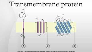 Transmembrane protein [upl. by Aurelia]