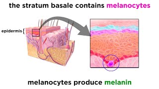 The Integumentary System [upl. by Patrice]