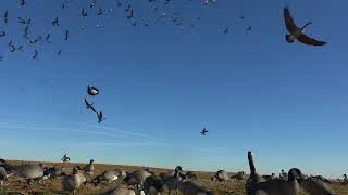 Oklahoma Goose Grind [upl. by Fesoj]