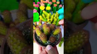 Ways to propagate Mammillaria elongata Succulent plant succulents plants cactus propagation [upl. by Ambrosane700]