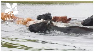 Lough Erne cattle swim for their supper  How National Trust cows help nature in Northern Ireland [upl. by Femmine700]