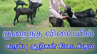 குறைந்த விலையில் கருப்பு ஆடுகள் கிடைக்கும் [upl. by Fries]