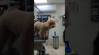 Peluquería canina dominicana [upl. by Nawud]