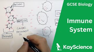 The Immune System  GCSE Biology  kaysciencecom [upl. by Mokas]