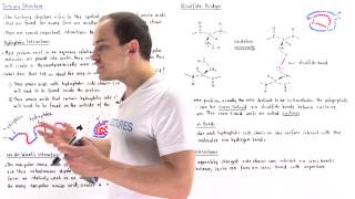 Tertiary Structure of Proteins [upl. by Nessim]