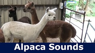 Alpaca Sounds  Alpaca Hum Sound  Alpaca Noise  Alpaca Humming Sounds [upl. by Akisey]