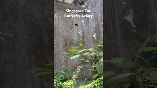 Must Visit in Singapore Singapore Zoo Butterfly Aviary Part 6 [upl. by Guria]