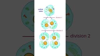 Importance Des divisions Cellulaires Mitose et Méïose science [upl. by Amie]