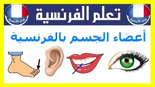 اسماء اعضاء الجسم بالفرنسية  بالصوت و الصور [upl. by Lenard]