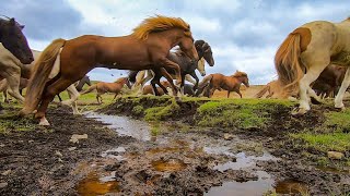 Beautiful Herd of Horses Running Free [upl. by Dempsey]