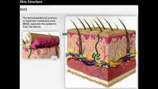 Skin Anatomy  Dermis amp Epidermis  Wound Care [upl. by Aural]