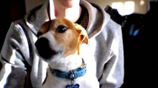 Jack Russell Terrier Singing Summertime [upl. by Nerrat337]