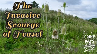 The Invasive Scourge of Teasel [upl. by Remas]