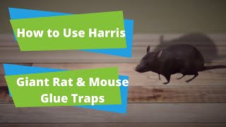 How to Use Giant Rat Glue Boards  PF Harris [upl. by Xymenes]