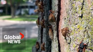 Billions of buzzing cicadas emerge across US quotSounds like a science fiction moviequot [upl. by Nealah]