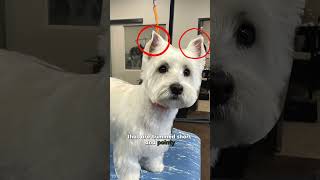 5 Secrets to THE Westie Puppy Haircut ❤️🐾 [upl. by Steffen]