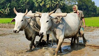 The soil is level in paddy field with bull  Traditional Method of Ploughing by Bullock  VA [upl. by Saito]