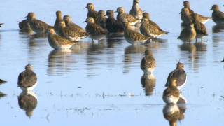 Ljungpipare Pluvialis apricaria eller altifrons Golden Plover [upl. by Kingsbury]