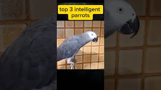 Meet the Intelligent and Playful ParrotsFavourite Foods facts shortsvideo [upl. by Dorian]