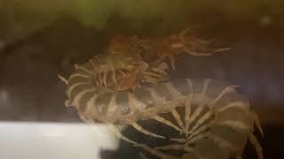 Scolopendra gigantea eating molt [upl. by Siger]