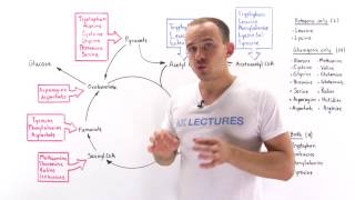 Introduction to glucogenic and ketogenic amino acids [upl. by Garihc967]