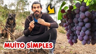 COMO PLANTAMOS UVA DE VINHO NA SERRA CATARINENSE Família X Primitive [upl. by Ellezig]