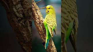 🐦☆³³•³ Budgerigars Melopsittacus undulatus  Observed in Description [upl. by Goines]