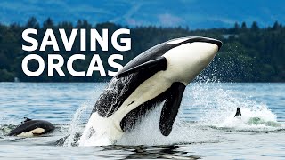 Saving Critically Endangered Killer Whales [upl. by Rebel]