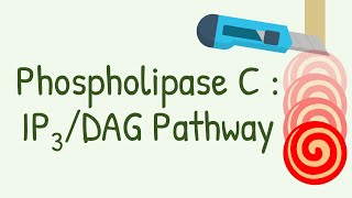 Phospholipase C  IP3 DAG Pathway  Gq protein pathway [upl. by Eidualc]