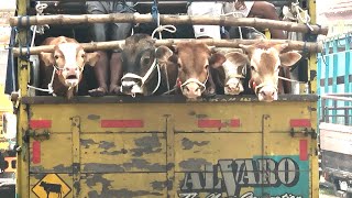 funny cow unloading from truck at the marketcow sound videos for kidsbig cowjumbo cow [upl. by Kieran873]