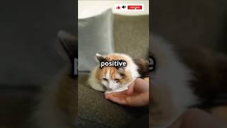 Simple Trick to Get Your Cat to Use a Scratching Post shorts kitten funny [upl. by Eiger]