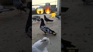 RAMPURI KABUTAR rampuri birdslover virl pigeon birds trendingshorts pets [upl. by Leind]