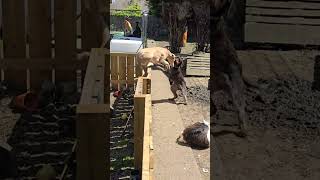 Lurcher Jumping Over Fence With Our German Wire Haired Pointer music guitar r viral trending [upl. by Ardin350]