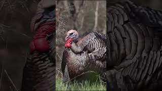 Turkey Season Kick Off [upl. by Nealah]