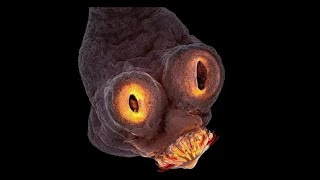 Are Worms Demonic Mythology Lengend And Ancient History Part 1 [upl. by Spiegel]