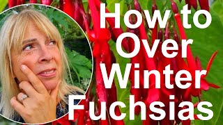 Tropicals gardens UK How to Overwinter Fuchsias [upl. by Selym748]