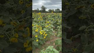 Schaefers and Collin’s Pumpkin PatchSunflower Fields [upl. by Yenittirb]