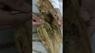 sagittal section skull horse دكتور رمضان ساري [upl. by Nodlew]