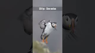 Le macareux moine  120 fps slow motion VS real time photographieanimaliere nikon terreneuve [upl. by Stormy]