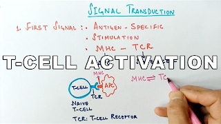 Mechanism of TCELL ACTIVATION [upl. by Ochs]